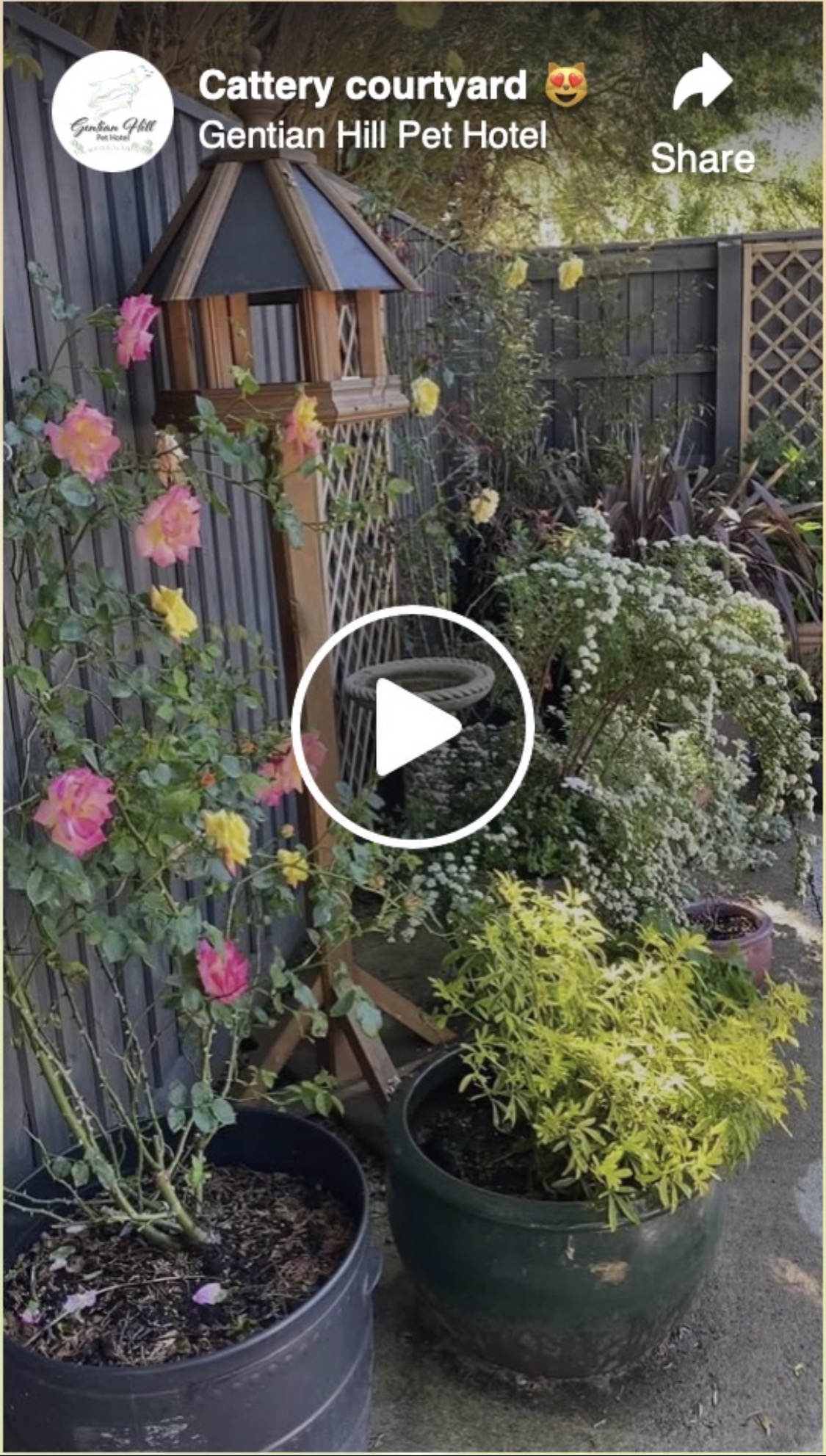 A look around the cattery courtyard garden flowers and plants