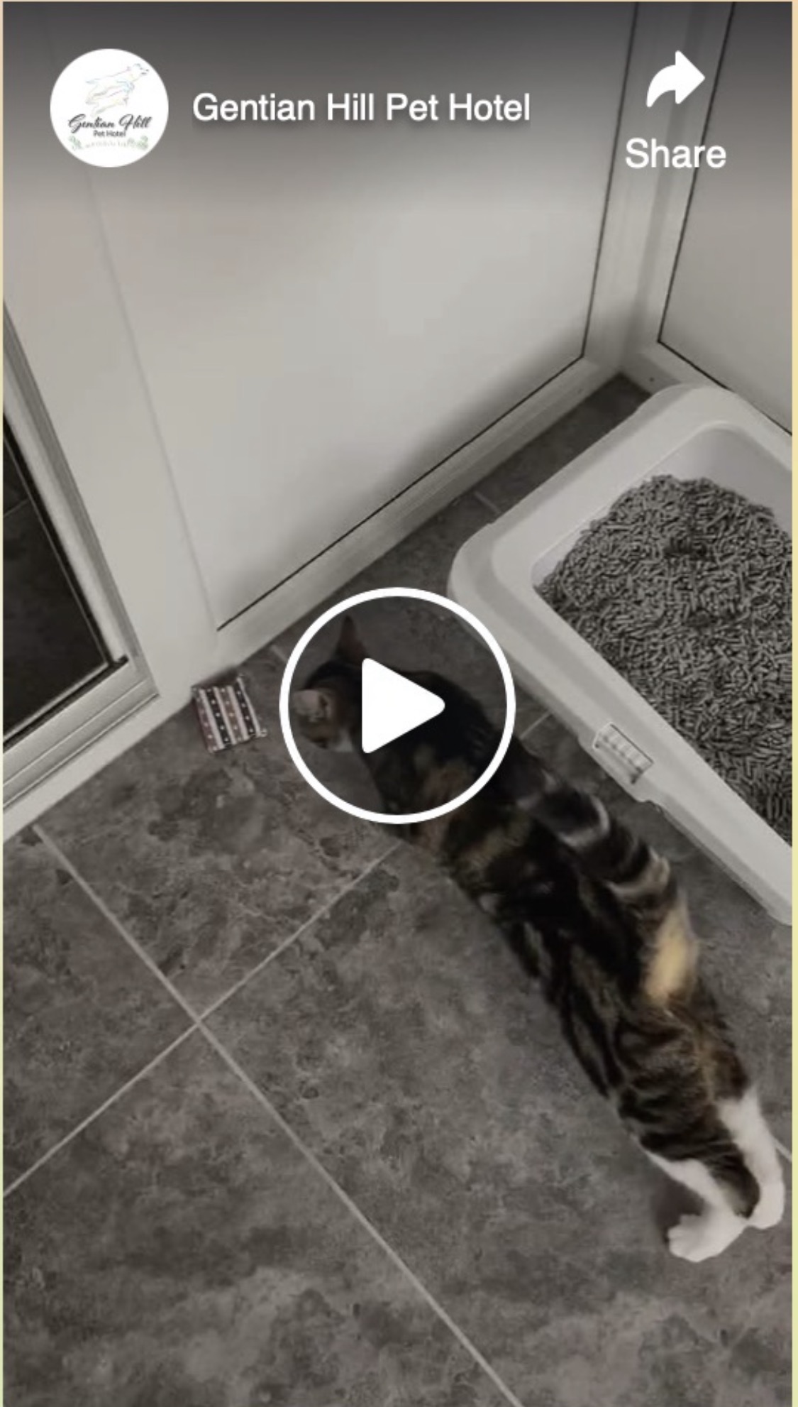 Biscuit purring