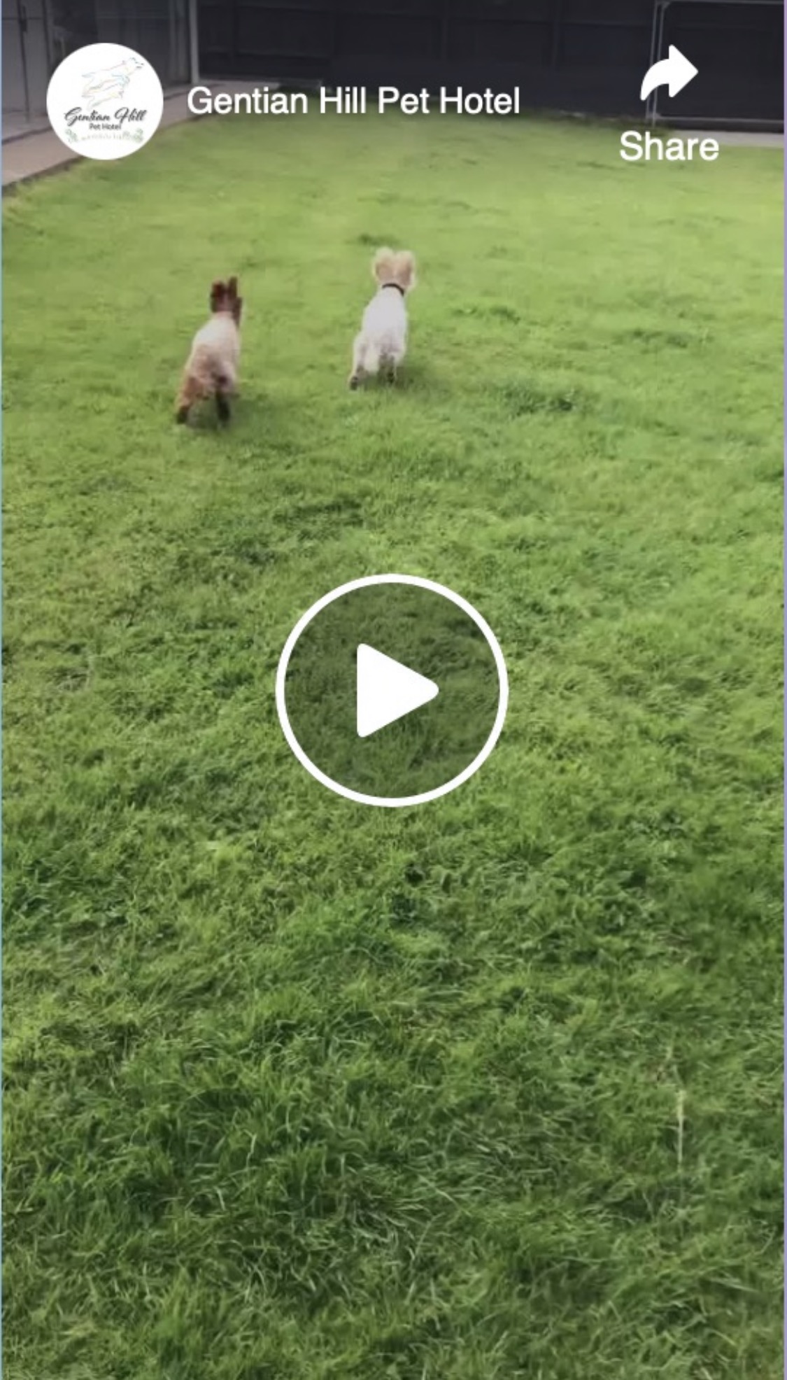 Sherry, Pippin and Teddy
