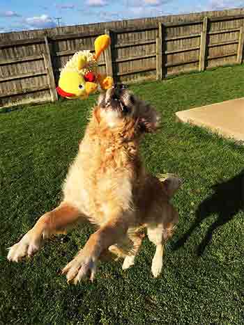 Dog throwing toy up into the air with joy