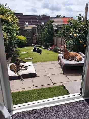 3 dogs sunbathing in their back garden at home