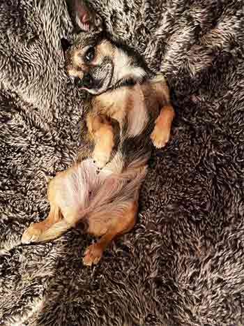 Cute dog stretching on faux fur bed