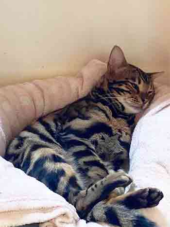 Pet cat luuxuriating on plush  bed