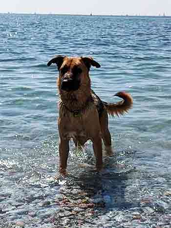 Pet dog sea paddling