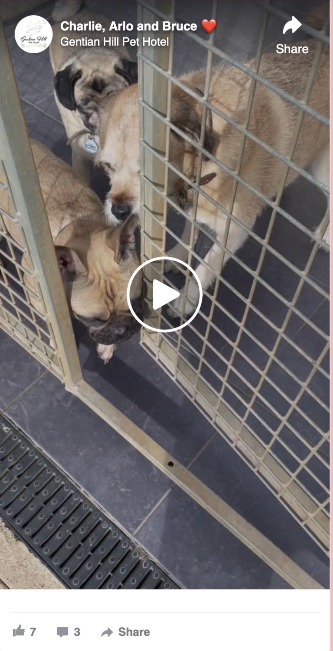 Three dogs nudging the open gate and ready to go outside
