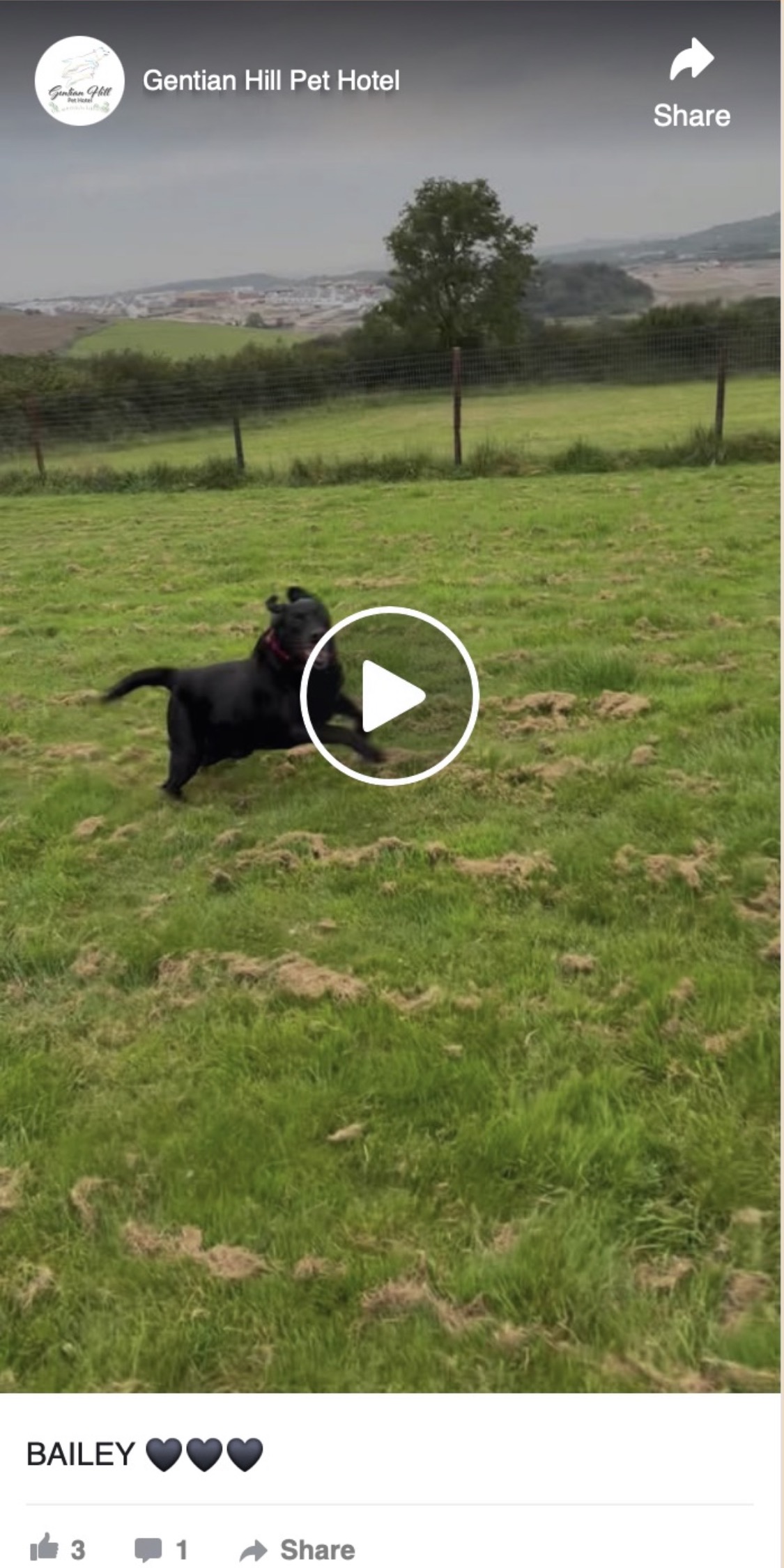 Bailey running in the secure fields