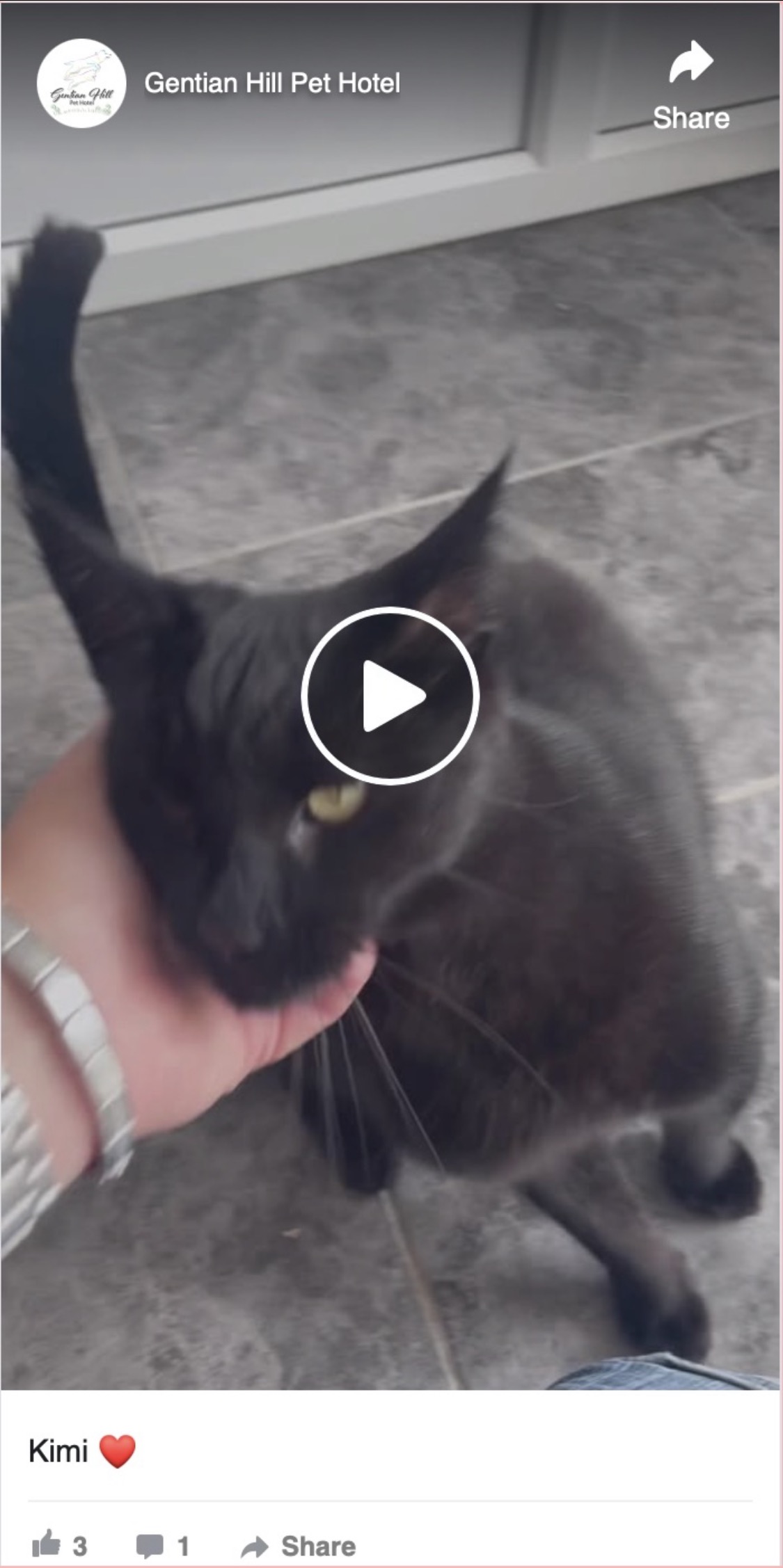 Kimi