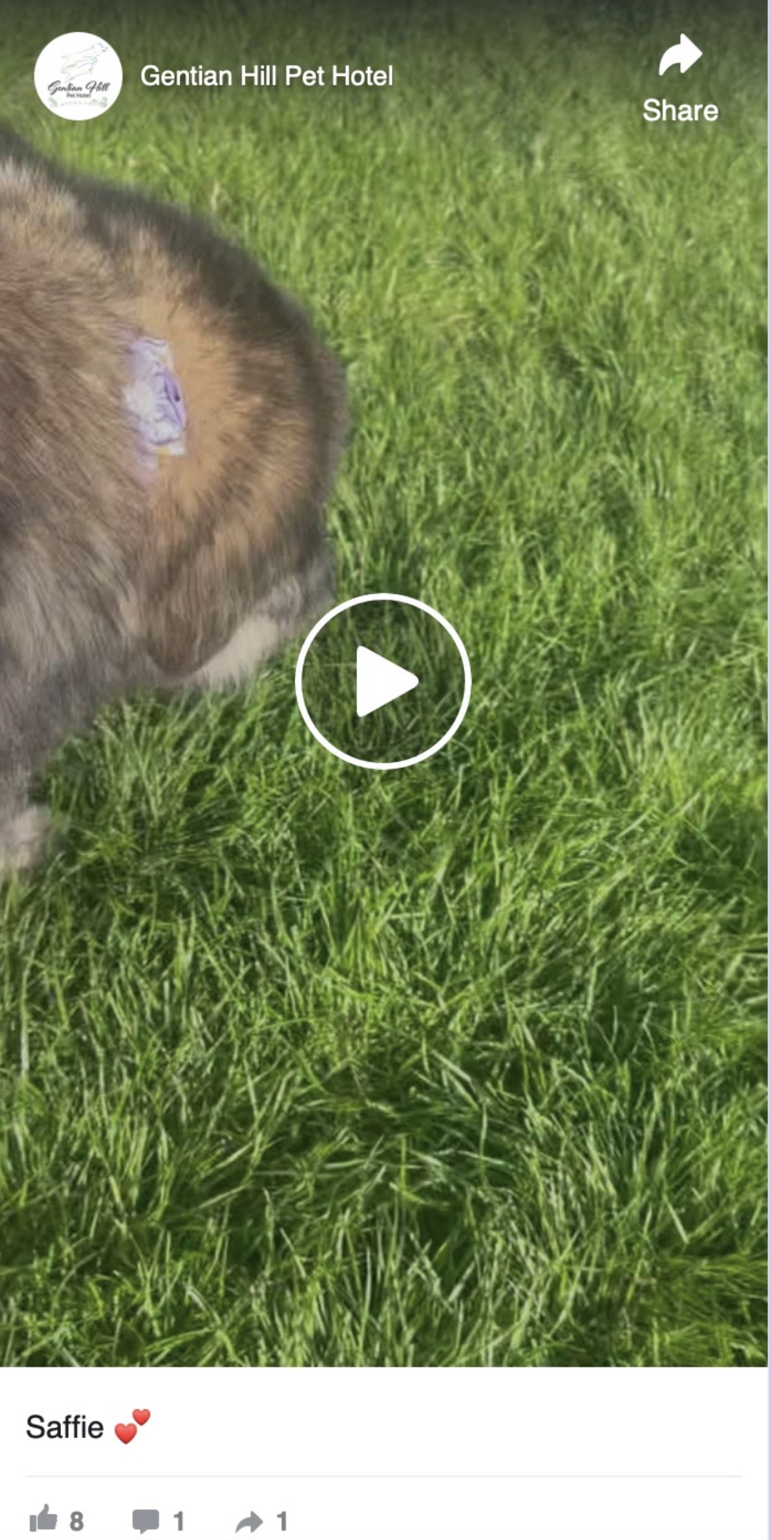 Saphie sniffing the grass